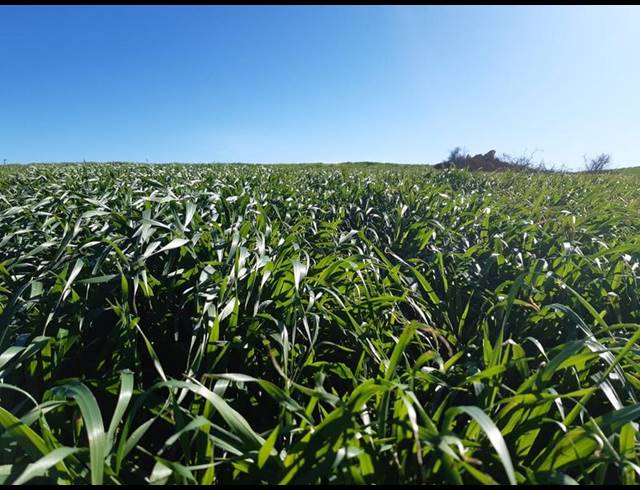 FARM FOR SALE IN RIVERSDALE